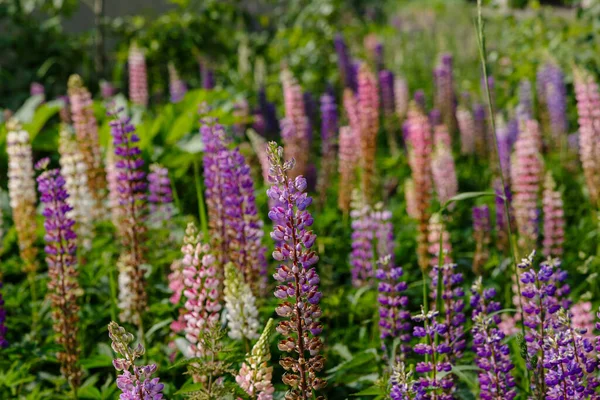 Mooie Lupine Bloemen Groen Veld — Stockfoto