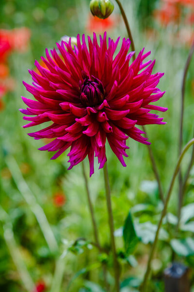 Красный цветок, крупный план