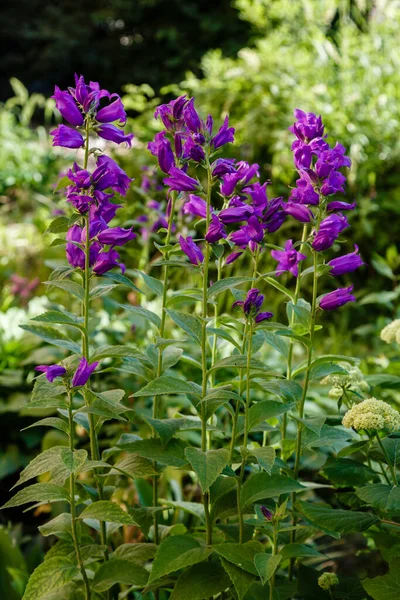 Vívidas Flores Púrpuras Floreciendo Jardín — Foto de Stock