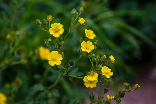Florescendo Flores Potencilla Erecta Amarelas — Fotografia de Stock