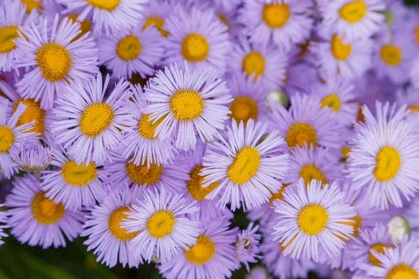 Βιολετί Erigeron Λουλούδια Κοντινό Πλάνο — Φωτογραφία Αρχείου