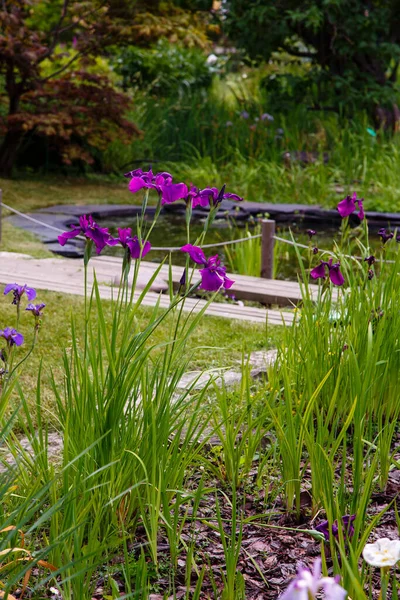 Flores Iris Púrpura Floreciendo Piscina Jardín — Foto de Stock