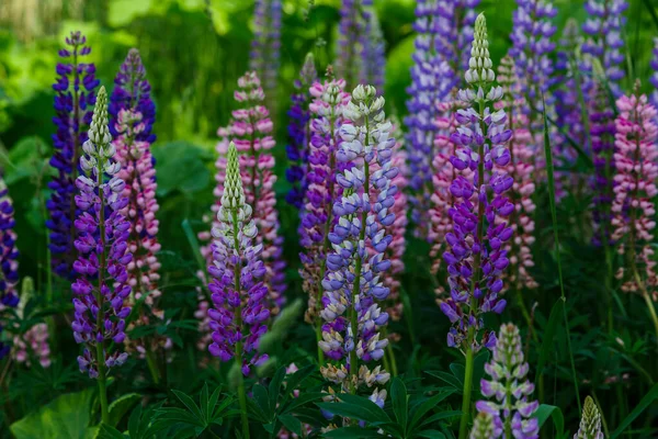 Beautiful Lupine Flowers Green Field — Stock Photo, Image