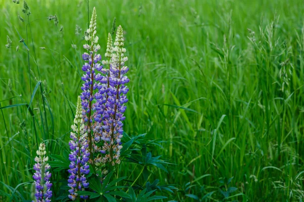 緑の野の美しいチューリップの花 — ストック写真