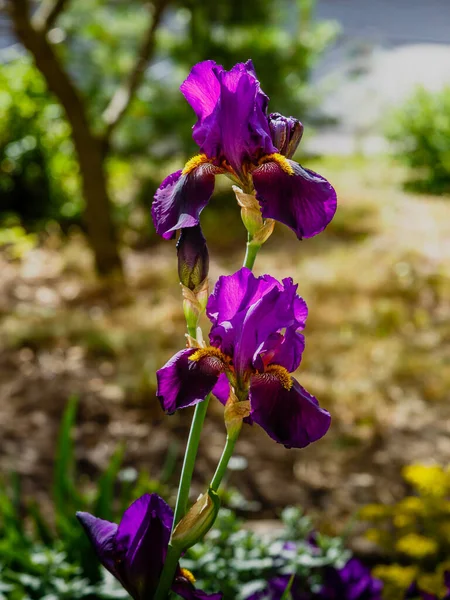 明るい太陽の下で紫色の虹彩の花を咲かせ — ストック写真