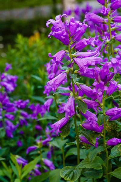 Flores Roxas Vívidas Florescendo Jardim — Fotografia de Stock