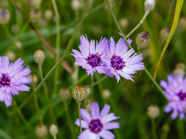 Bloeiende Violette Catanche Caerulea Close Schot — Stockfoto