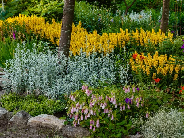Různé Barevné Květy Kvetoucí Zahradě — Stock fotografie