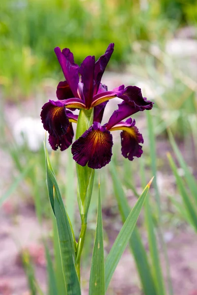 Yakın Çekim Koyu Iris Çiçekleri — Stok fotoğraf