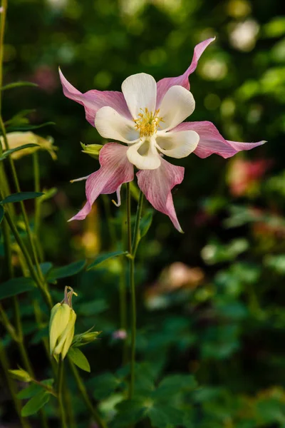 Rosa Aquilegia Blume Mit Grünen Blättern — Stockfoto