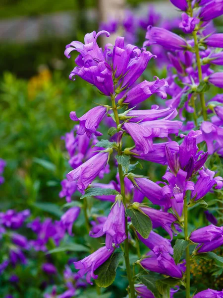 Vívidas Flores Púrpuras Floreciendo Jardín — Foto de Stock