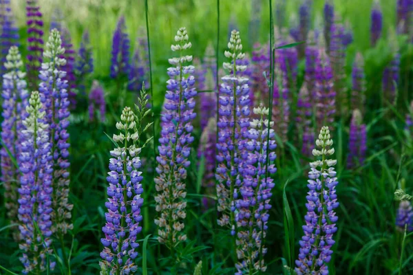 Beautiful Lupine Flowers Green Field — Stock Photo, Image