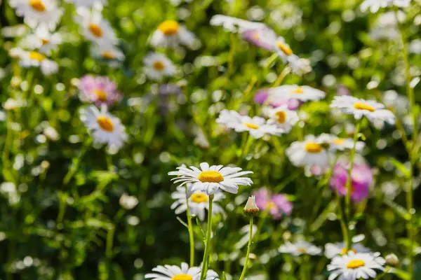 Flores Camomila Campo Luz Solar Brilhante — Fotografia de Stock