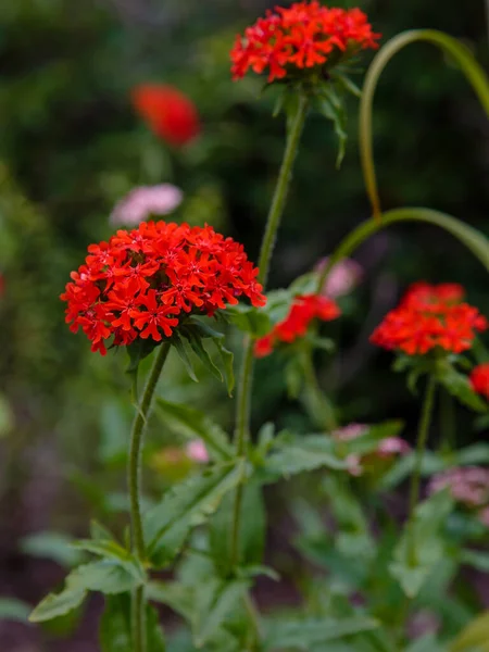 Blooming Red Lychnis Chalcedonica Garden — Stock Photo, Image