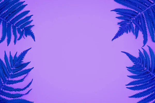 Голубые Листья Папоротника Фиолетовом Фоне Местом Копирования — стоковое фото