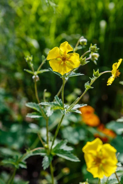 Potentilla Erecta Roślina Kwitnącymi Żółtymi Kwiatami — Zdjęcie stockowe