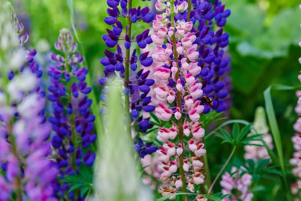 Bellissimi Fiori Lupino Campo Verde — Foto Stock