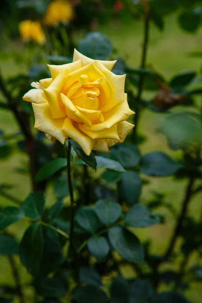 Крупным Планом Желтая Роза Зеленью — стоковое фото