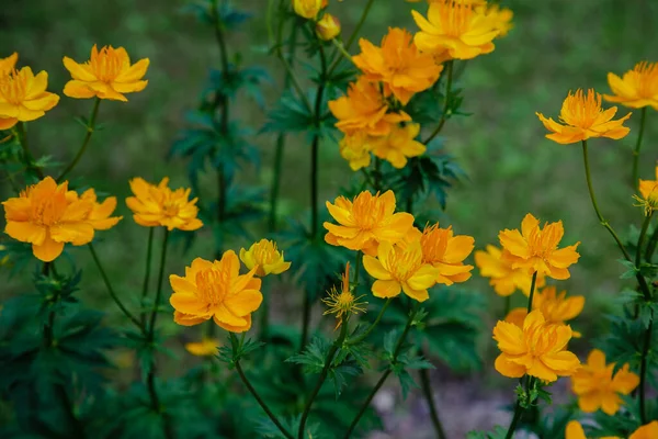 Nahaufnahme Blühender Orangefarbener Blumen — Stockfoto