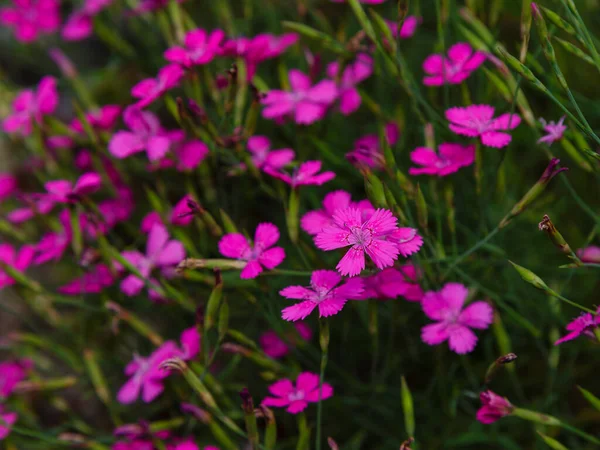 Fleurs Roses Luxuriantes Dans Herbe Verte — Photo