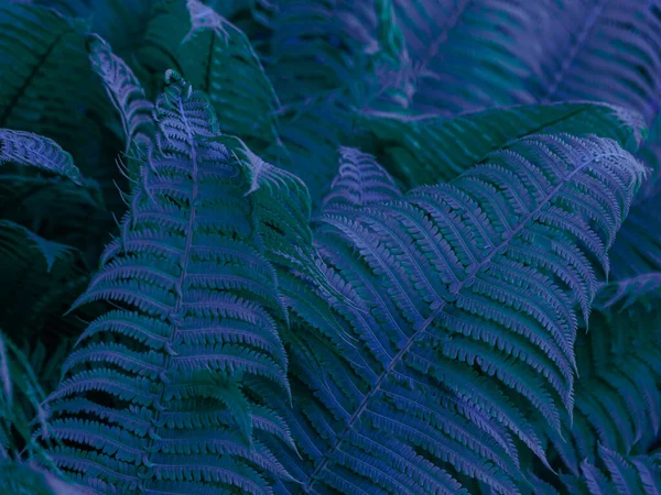 Toned Picture Fern Leaves Floral Background — Stock Photo, Image