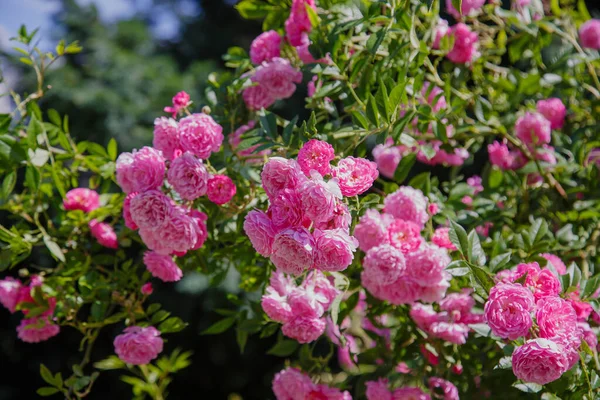 明るい太陽の下でピンクのバラの茂み — ストック写真