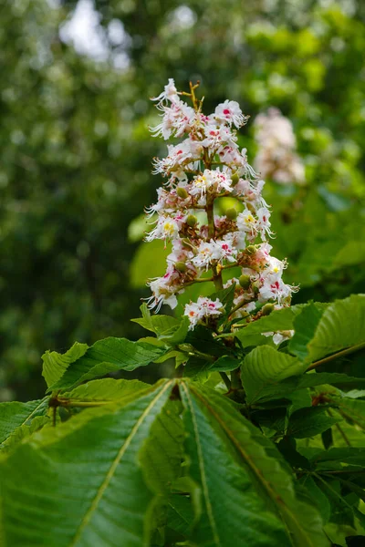 Blooming Flowers Green Leaves Chestnut Tree — Stock Photo, Image