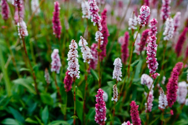 Närbild Skott Röda Och Vita Blommor — Stockfoto