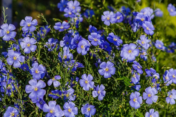 Small Blue Flowers Bright Sunlight — Stock Photo, Image