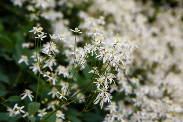 Белые Цветы Клематиса Крупным Планом Снимок — стоковое фото