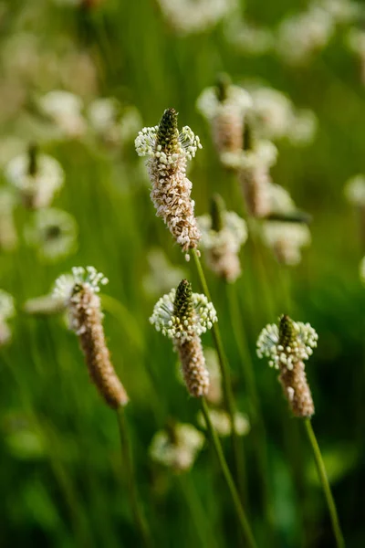 Caules Plantas Secas Cercadas Com Vegetação Exuberante — Fotografia de Stock