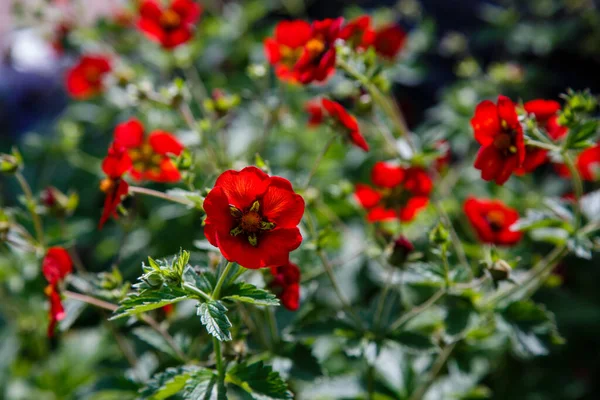Close Shot Blooming Red Flowers — Stock Photo, Image