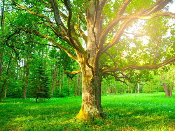 Sunlight from behind an old oak in the lush green park — Stock Photo, Image