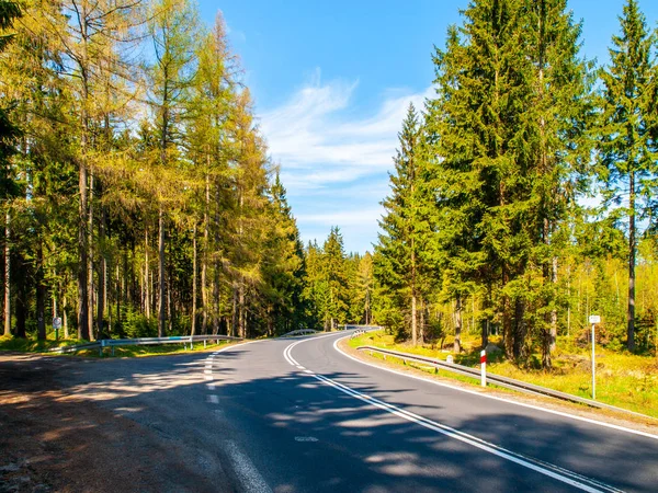 Asphalt road in the green coniferous forest on sunny summer day — Stock Photo, Image