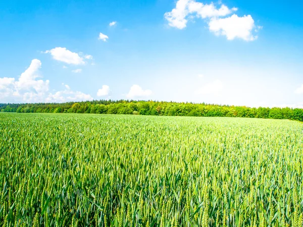 Groene lente gebied van graan op zonnige dag met blauwe lucht en witte wolken. Natuurlijke-, landbouw- en plattelandsontwikkeling landschap walpaper — Stockfoto