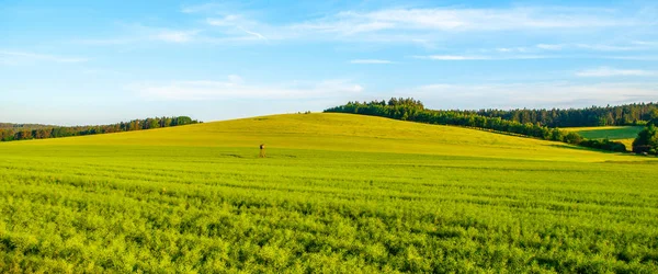 Groene weide panorama landschap. Panoramisch uitzicht op de lente-avond — Stockfoto