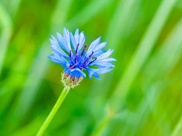 Detailansicht der blauen Kornblume, Centaurea cyanus, auf frühlingsgrünem Feldhintergrund Bokeh — Stockfoto