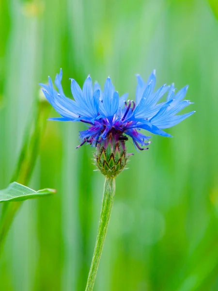 Detailansicht der blauen Kornblume, Centaurea cyanus, auf frühlingsgrünem Feldhintergrund Bokeh — Stockfoto