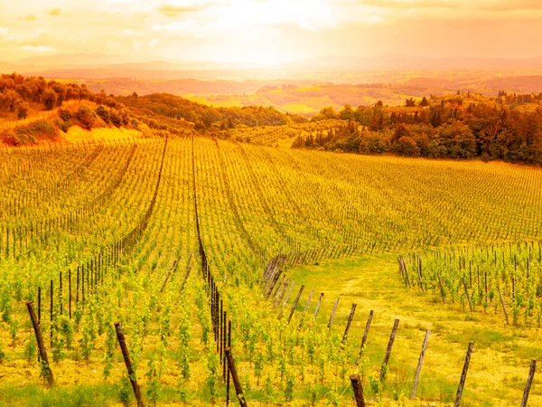 Vineyards of Chianti. Warm sunset in beautiful Tuscan landscape, Italy — Stock Photo, Image