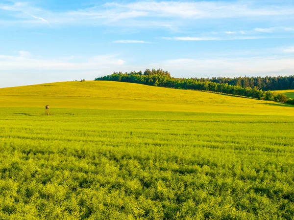 Green field panorama landscape. Panoramic view in the spring evening — Stock Photo, Image