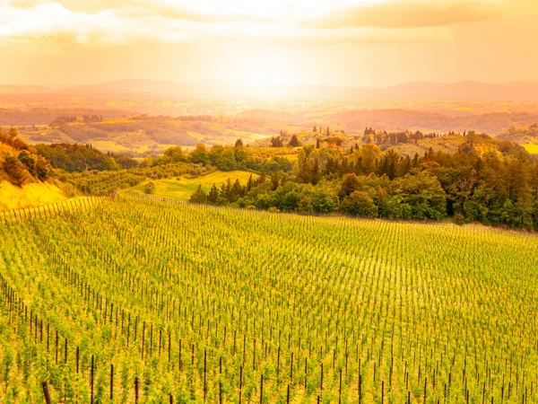 Vineyards of Chianti. Warm sunset in beautiful Tuscan landscape, Italy — Stock Photo, Image