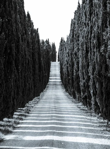 Callejón de ciprés con carretera rural, Toscana, Italia . —  Fotos de Stock