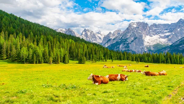 緑の牧草地で横になっている高山の牛の群れ。イタリア、ドロミテの山のある風景します。 — ストック写真