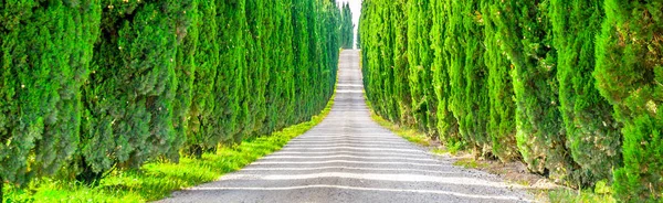 Cypress gränd med landsbygdens landsväg, Toscana, Italien. Panoramautsikt. — Stockfoto