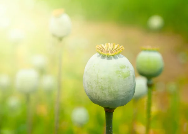 Grüner unreifer Mohn. Quelle pflanzliche Opiumdroge — Stockfoto