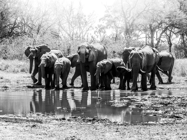 Branco di elefanti africani assetati che bevono acqua alla pozza d'acqua. Riserva naturale di Moremi, regione di Okavango, Botswana — Foto Stock