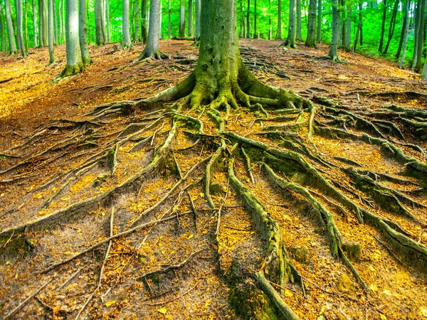 Сложная корневая система в весеннем буковом лесу — стоковое фото