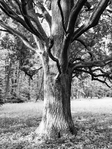 Vieux chêne dans le parc — Photo