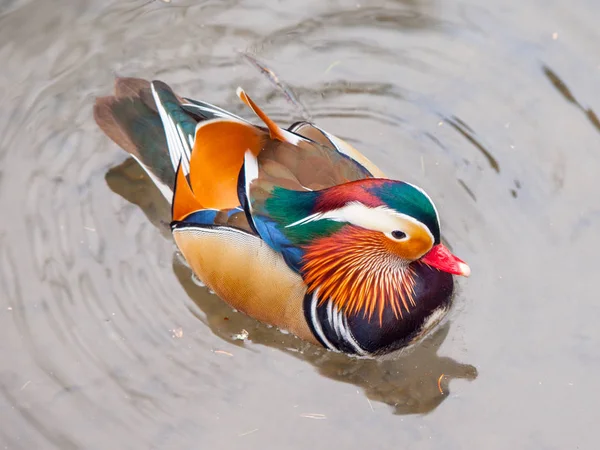 Pato mandarim, Aix galericulata, na água . — Fotografia de Stock