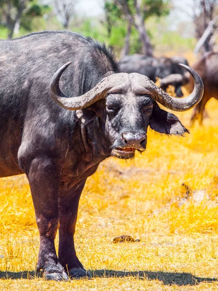 Close-up portret van Afrikaanse Kaap buffalo, Syncerus caffer, Moremi Game Reserve, Okavango regio, Botswana, Afrika — Stockfoto